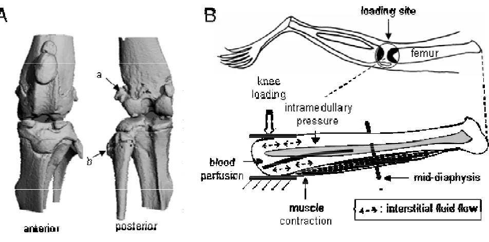 Figure 7(A) Micro CT images (anterior and posterior views) of the mouse knee(A) Micro CT images (anterior and posterior views) of the mouse knee