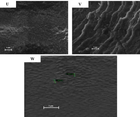 Figure 5. Scanning Electron Microscopy of Brush Block Copolymers with 70% L-MM.  Clear circular morphology is shown by SEM