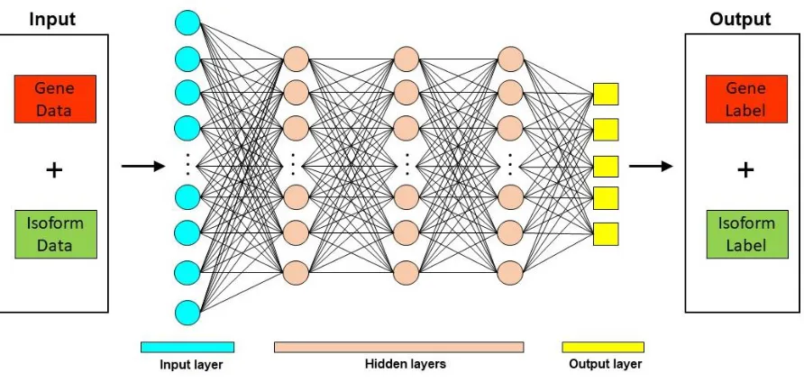 Figure 3. Deep Learning approach for mRNA isoform function prediction. In these methods, gene and mRNA isoform level features are used as input to a deep neural network which consists of multiple hidden layers