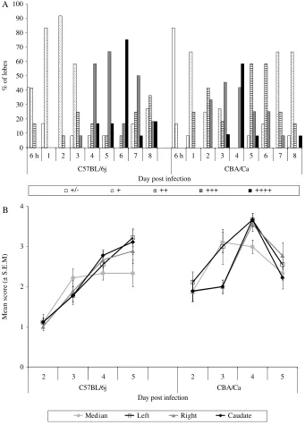 Fig. 6. Histopathological semi-quantitative scoring of inﬂammation in the hepatic lobes