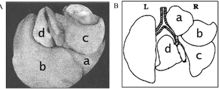 Fig. 1. The composite lobes of the (A) murine liver (a, median lobe; b, left lobe; c, right lobe; d, caudate lobe) and(B) murine left (L) and right (R) lungs (a, cranial lobe; b, middle lobe; c, caudal lobe; d, accessory lobe) (adaptedReprinted with permis