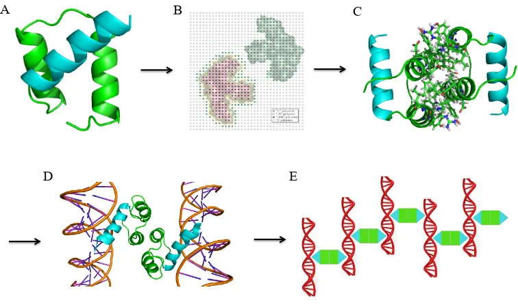 Fig. 1-2. Overall design scheme for a self-assembling protein-DNA nanowire. (A) The protein 
