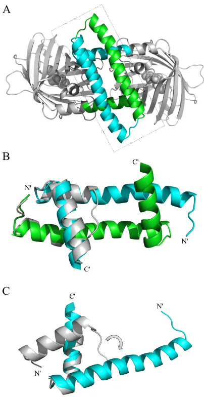 Fig. 2-2. X-ray crystallography reveals that ENH_DsD-YFP is a domain-swapped dimer. (A) 