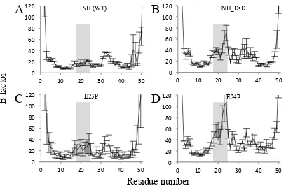 Fig. 2-3.  B factor analyses from MD simulations for wild-type ENH (A), ENH_DsD (B), E23P (C), 