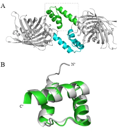 Fig. 2-5. X-ray crystallography of E23P-YFP shows that a single proline mutation in the hinge 