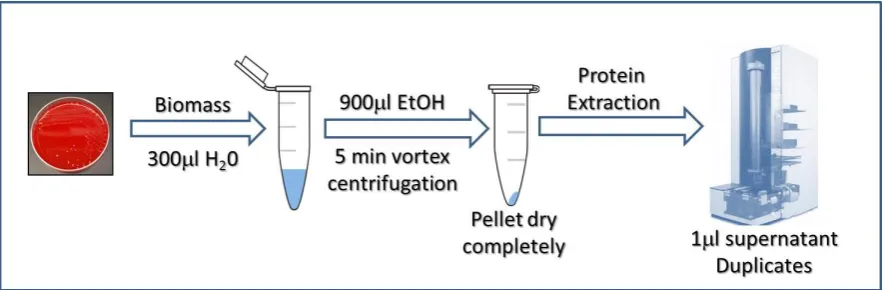 Figure 1. Workflow of the sample preparation method used in this study to obtain proteins from Cryptococcus spp