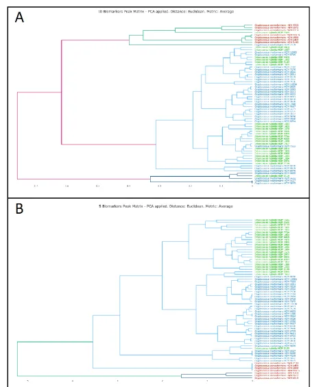 Figure 2. Clustering of 65 Cryptococcus isolates included in this study in a two-step approach