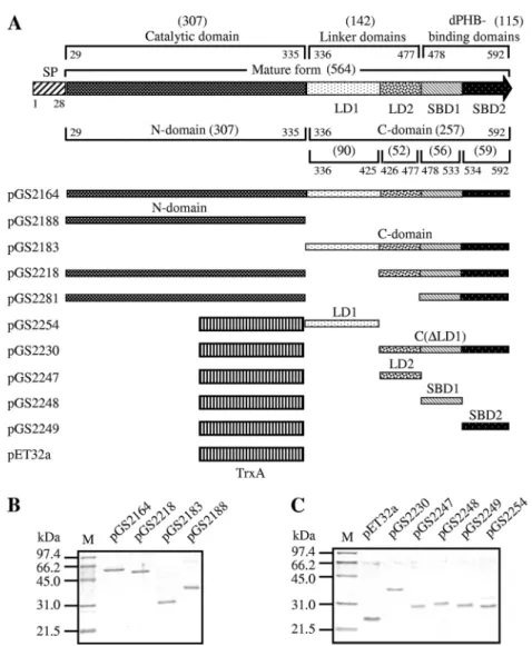 FIG. 2. (A) Domain structures of the Bacillus sp. NRRL B-14911 PhaZ and plasmid constructs producing the mature form of PhaZ, its deletion derivatives, or various TrxA fusion proteins