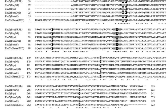 FIG. 5. Alignment of amino acid sequences of the putative catalytic domains of extracellular PhaZs from several Bacillus species and the full-length intracellular PhaZ1 from B