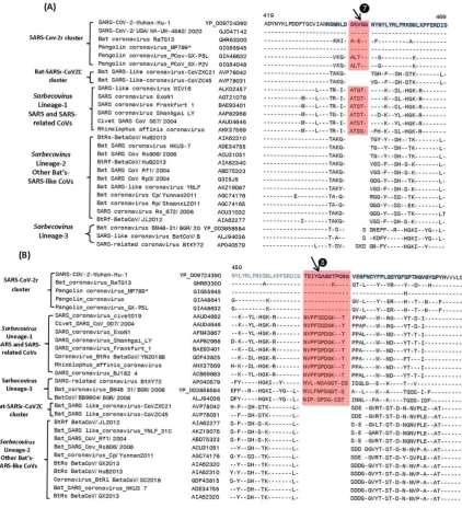 Figure 4. Partial sequence alignment of two conserved regions (overlapping) encompassing the receptor binding domain (RBD) of S-protein, where two large CSIs (❼ and ❽) are mainly found in the SARS and SARS-CoV-2r cluster of viruses