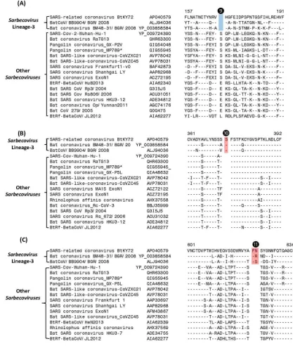 Figure 5. Excerpts from sequence alignment for three separate regions of the spike protein depicting three CSIs, which are specific for the CoVs from Sarbecovirus lineages-3