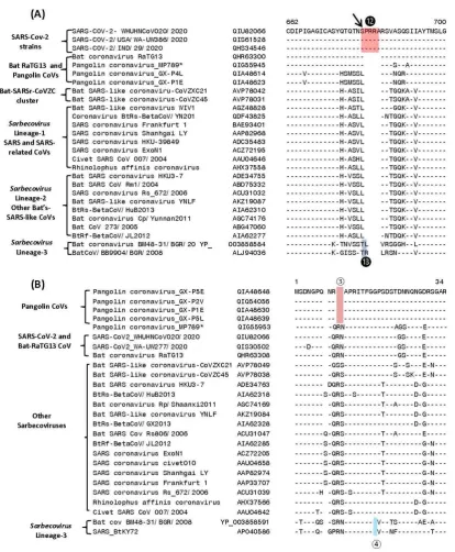 Figure 6. Partial sequence alignments of (A) spike proteins (B) nucleocapsid protein showing a number of CSIs (highlighted) that are specific for different clades/lineages of sarbecoviruses