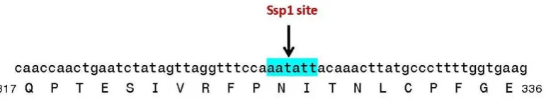 Figure 7. Nucleotide and amino acid sequence of the spike protein from pangolin-CoV_MP789 surrounding the site where sequence changes from CoVZC-like to SARS-CoV-2 like sequence