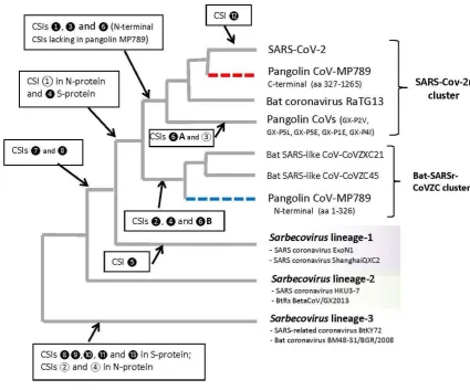 Figure 9. The evolutionary relationships among the CoVs of the subgenus Sarbecovirusbranching in a spike protein phylogenetic tree and the specificities of different identified CSIs