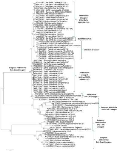 Figure 1. A maximum-likelihood distance tree based on sequence alignment of the spike protein from representative viruses/strains from the genus Betacoronavirus