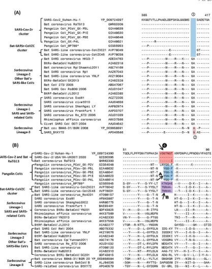 Figure 3. that are specific for some clusters/lineages of N-protein that is specific for the SARS-CoV-2r and CoVZC clusters of CoVs