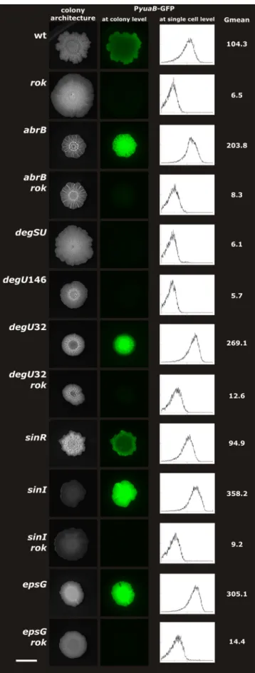 FIG. 2. Expression of yuaB is altered in B. subtilis by Rok, AbrB, DegU, SinI, and EPS