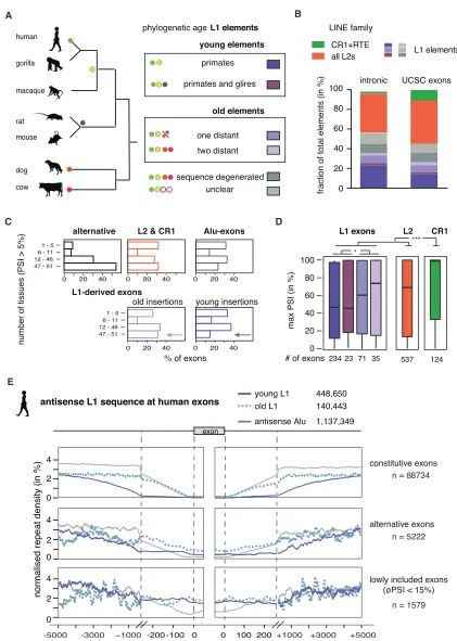 Figure 5. Evolutionarily Old LINEs Are a Source of Lineage-Speciﬁc Alternative Exons(A) The phylogenetic age of each LINE fragment in the human genome was mapped by comparison to the gorilla, rhesus macaque, mouse, rat, dog, and cowgenome assemblies using 