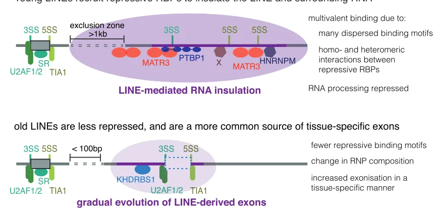 Figure 7. Evolution of LINEs from RNA Insulation to a Template for New ExonsConsensus L1 elements contain strong putative splice sites, but exonization is rare