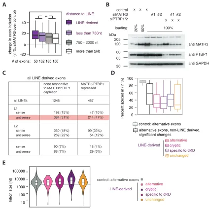 Figure S3. Features of LINE Elements Repressed by MATR3 and PTBP1, Related to Figure 3(E) MATR3/PTBP1 repressed LINE-derived exons are within long introns