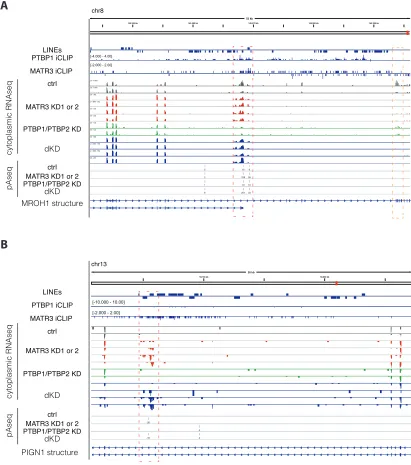 Figure S4. Emergence of New Termination Sites following MATR3/PTBP1 Depletion, Related to Figure 3appropriately to library size.(A) The(highlighted by orange dashed lines).(B) Use of a cryptic processing site in thelines)