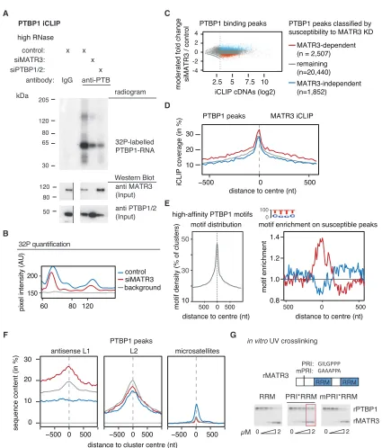 Figure 2. Binding of PTBP1 to Antisense L1 Elements Is MATR3-DependentPTBP1 iCLIP was performed from HEK293T cells depleted of MATR3 as well as controls