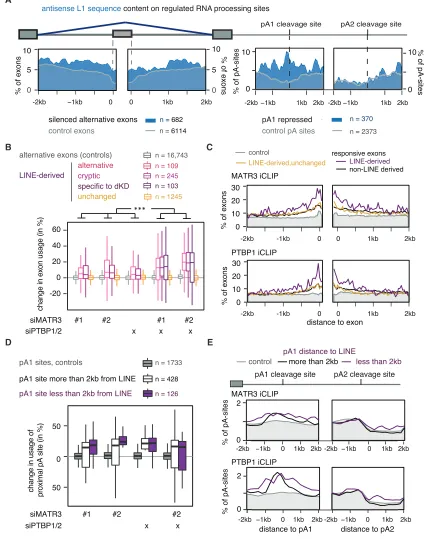 Figure 3. MATR3 and PTBP1 Repress Splice and Poly(A) Sites in LINEs(A) The metadata proﬁle shows the coverage of antisense L1 sequences in aMATR3/PTBP1/2 repressed events or control