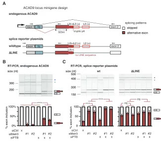 Figure 4. Partial Deletion of L2 SequencesDisrupts Splicing Repression of ACAD9 byMATR3/PTBP1