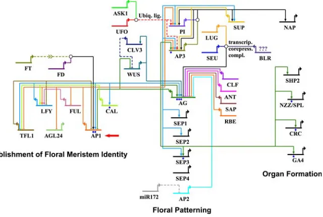 Figure 1. Gene Regulatory Network Controlling Early Flower Development(question marks indicate that a direct interaction of BLR to SEU and/or LEU has not yet been demonstrated) are part of a transcriptional co-repressorcomplex ((with the exception of AP3 a