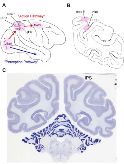 Figure 1-1. The two streams of visual information in the primate brain and reach intention areas of 