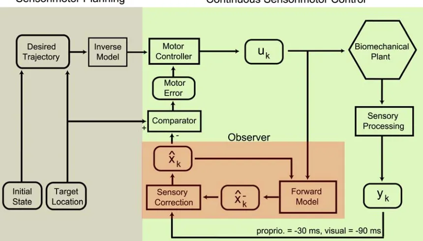Figure 1-2. Flow diagram illustrating sensorimotor integration for reach planning and online control 