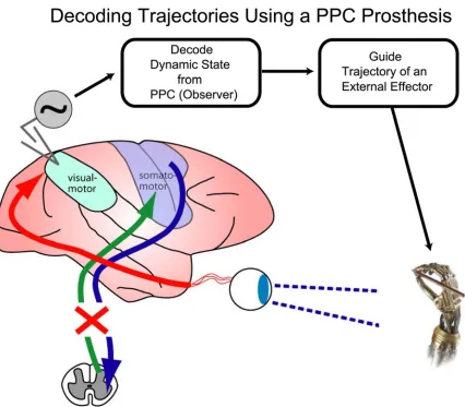 Figure 1-4. A neural prosthesis using PPC for trajectory control. A spinal cord injury can render 