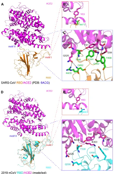 Figure 3 Structural insights in interplay between 2019-nCoV RBD and its putative 