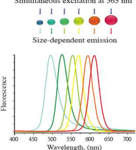 Fig. 7: Fluorescence spectra depending on the size of quantum  dots.  