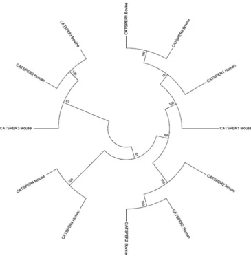 Figure 2. Phylogenetic tree showing the evolutionary relationship between the four CATSPER genes in the bovine genome and their human and mouse orthologs.The numbers at the nodes are % bootstrap values.