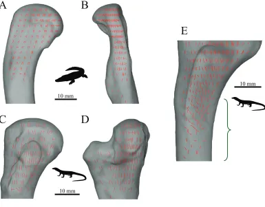 Figure 17 The main architectural features of cancellous bone in the proximal femur of extantfourth trochanter are not visible in (A, C and E).dragon,organization of vectors in the distal metaphysis and transition to the diaphysis, shown in region withbrace