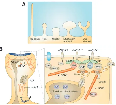Figure 1-2. Morphological classification and subcellular composition of dendritic 