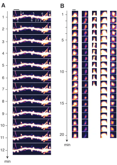 Figure 2-1. Morphological dynamics (“motility”) of dendritic spines. 
