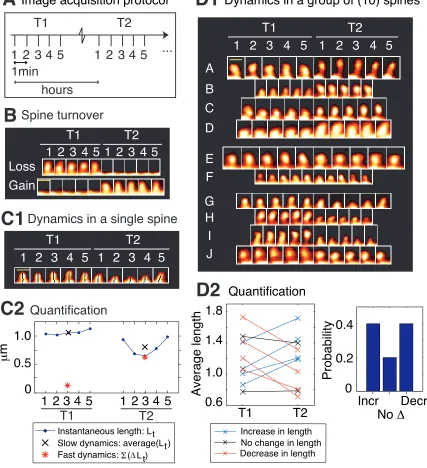 Figure 2-3. Quantifying spine dynamics.  