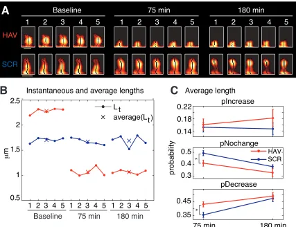 Figure 3-2. More spines shrink in length after surface N-cadherin disruption.  