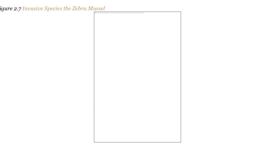 Figure 2.7 Invasive Species the Zebra Mussel 