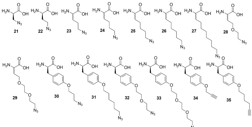 Figure 2.7: Synthesized artificial amino acids with side chains containing azide or alkyne functional side chains