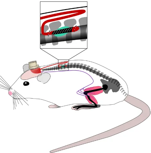 Figure 2.1: Illustration of the fully microfabricated implant and EMG wires positioned into the rat  