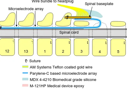 Figure 2.9: Illustration of the wired array implant after implantation  