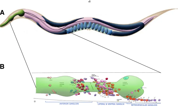 Figure 1.1: The worm nervous system. A. Schematic representation of a gravid adulthermaphrodite worm