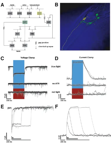 Figure 2.1: Using chR2 to stimulate AFD, the primary thermosensory neuronin C. elegans