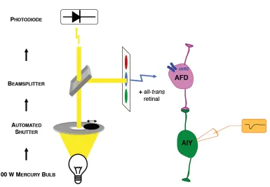 Figure 2.2: chR2 stimulation and recording setup. A 100W Mercury lamp provideslight. A computerized shutter controls the shape of the light pulse