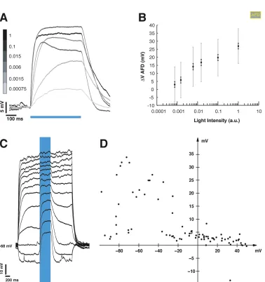 Figure 2.3: Calibrating AFD response to Blue Light. A. Depolarization evoked ina function of holding potential, example recording