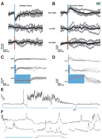 Figure 2.4:Synaptic Response in AIY is tonic.A 20 ms pulse of blue light issuﬃcient to evoke synaptic response in AIY in A