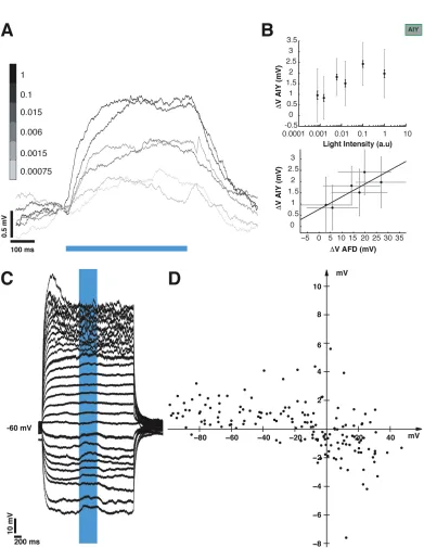 Figure 2.6: AIY synaptic response is graded and reverses between -20 mV and 0mV. A. Depolarization evoked in AIY in response to 5 orders of magnitude variation in lightintensity, 10-trial averages from example neuron